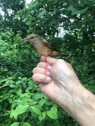 Scoprire la magia del Birdwatching: inanellamento al Parco del Ticino