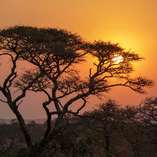 Dal Serengeti al Kalahari: Le Aree Protette Africane Che Ogni Viaggiatore Sogna di Visitare