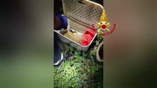 Il salvataggio del cucciolo di daino, la mamma lo aveva smarrito Il salvataggio del cucciolo di daino, la mamma lo aveva smarrito