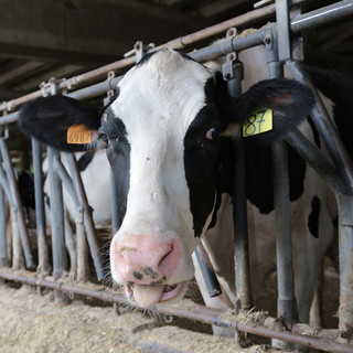 Qualità dell’aria e allevamenti: incontri informativi della Cia sul nuovo piano agricoltura