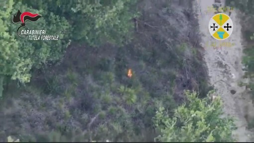 Vibo Valentia, appicca il fuoco in un bosco ma viene ripreso da un drone Vibo Valentia, appicca il fuoco in un bosco ma viene ripreso da un drone