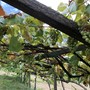 Ristrutturazione dei vigneti: fondi anche per Novara