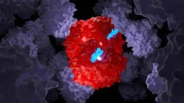 Talassemia e anemia falciforme, la 'forbice' molecolare funziona anche nei bambini Talassemia e anemia falciforme, la 'forbice' molecolare funziona anche nei bambini