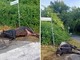 Violento incidente sulla via dei Laghi, auto finisce contro un toro. Il sindaco di Nemi: "Sfiorata la tragedia"