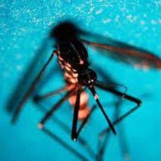 West Nile, Fism: &quot;Apprezzamento per attività Dipartimento Prevenzione ministero Salute&quot;