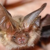 Si sveglia con un pipistrello sul viso, 11enne muore di rabbia: nessun segno di morso