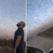 Invasione record di locuste, milioni di insetti oscurano il cielo. E il web grida alla 'piaga biblica'