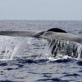 Balena di 200 anni in Groenlandia: "È nata prima della guerra civile americana"