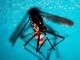 Dengue Italia, 338 casi da inizio anno di cui 82 autoctoni: ultimo bollettino