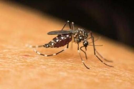 Dengue, Chikungunya, West Nile: le differenze tra infezioni 'da zanzara'