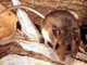 Hantavirus, il punto sul virus Andes: cosa sappiamo e cosa fare