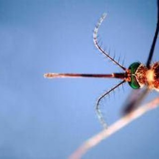 West Nile, terzo morto nell'Oristanese e nuovo contagio: casi salgono a 38