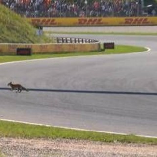 Formula 1, 'invasione di campo' in Olanda. Leclerc: &quot;C'è una volpe in pista&quot;