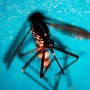 West Nile, nel Lazio 12 nuovi casi: salgono a 21