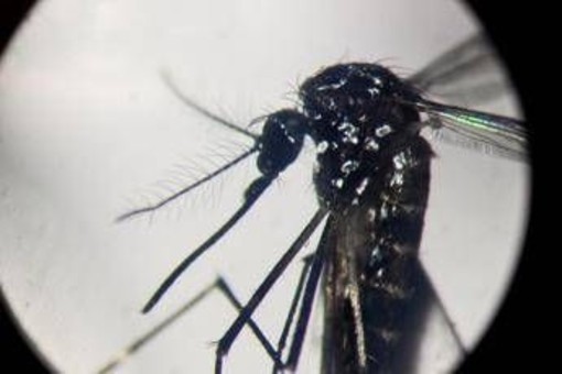 Dengue, un caso in provincia di Como: &quot;Piano di disinfestazione, no prodotti dell'orto&quot;