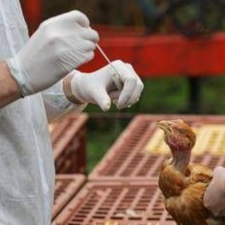 Aviaria, negli Usa primo caso umano al mondo: morto il paziente infettato dal virus