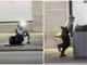Entrano ed escono dalle fogne, scoppia il caso a New York Entrano ed escono dalle fogne, scoppia il caso a New York