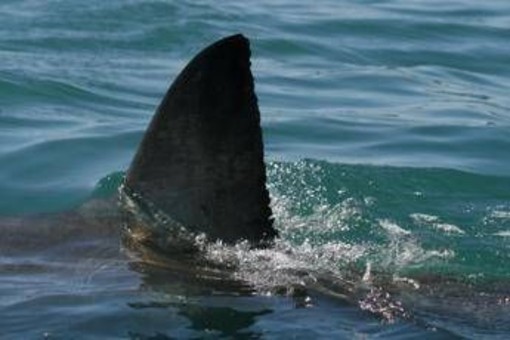 Morto il 12enne attaccato da uno squalo nel porto di Sydney