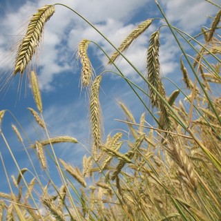 Salvi i pozzi per irrigazione agricola, dalla Regione un uso razionale delle risorse idriche (foto di repertorio)