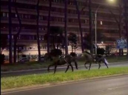 Cavalli in fuga a Roma, 4 vigili urbani fuori dalla parate del 2 giugno