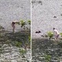 Bagno senza veli nel Brenta, due uomini entrano in acqua nonostante il divieto Bagno senza veli nel Brenta, due uomini entrano in acqua nonostante il divieto