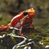 Epibatidina, tossina della rana freccia: cos'è il veleno che potrebbe aver ucciso Navalny