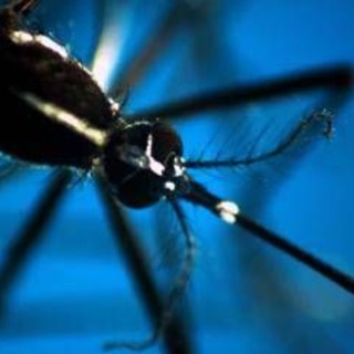 &quot;Zanzara è l'animale più pericoloso del mondo&quot;: ecco perché