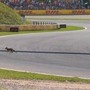Formula 1, 'invasione di campo' in Olanda. Leclerc: &quot;C'è una volpe in pista&quot;