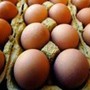 Richiamo uova biologiche per rischio Salmonella: lotti e scadenze Richiamo uova biologiche per rischio Salmonella: lotti e scadenze