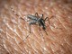 West Nile a Oristano, morta un'altra persona: è la quarta vittima del virus nella provincia