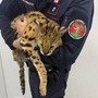 Milano, trovato e catturato un gattopardo africano nel parco di Garbagnate Milano, trovato e catturato un gattopardo africano nel parco di Garbagnate