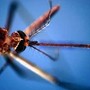 West Nile, seconda vittima nel Lazio: era ricoverato allo Spallanzani