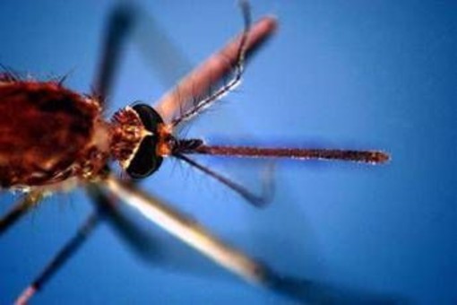 West Nile, morta a Fondi 82enne: era stata ricoverata per febbre e stato confusionale