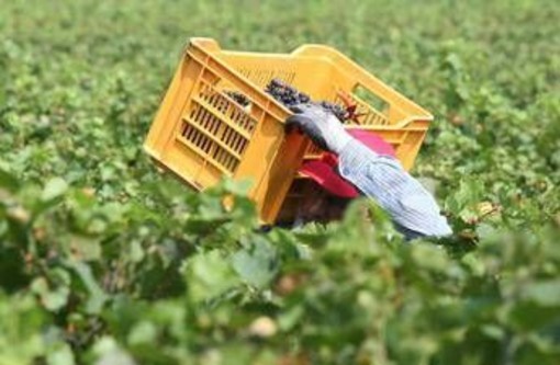 Pagavano 3 euro l'ora per turni da 14 ore nei campi, arrestati due imprenditori in Campania Pagavano 3 euro l'ora per turni da 14 ore nei campi, arrestati due imprenditori in Campania