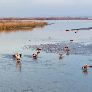 Cina, parco naturale nel Ningxia diventa un paradiso per gli uccelli migratori