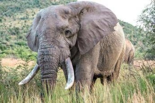 Uganda, scontro tra minibus ed elefante in parco nazionale: 3 morti