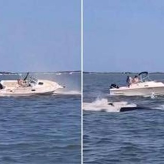 Balena contro barca, animale muore e uomo in mare