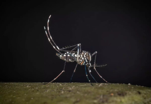 West Nile, al 23 luglio 32 casi di cui 21 in provincia di Latina