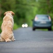 Ogni anno 130mila animali abbandonati, al via campagna Miav-Mutua Italiana Assistenza Veterinaria