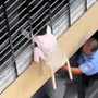 Bimba di 3 anni si sporge dalla finestra al 12esimo piano e resta sospesa nel vuoto: il miracoloso salvataggio - VIDEO