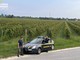 Vendemmia in nero, scoperti 25 braccianti irregolari nel trevigiano Vendemmia in nero, scoperti 25 braccianti irregolari nel trevigiano