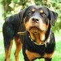 Pisa, donna morsa al volto dal rottweiler di famiglia