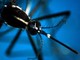 Dengue e malaria, boom di casi: è colpa del clima, allarme infettivologi