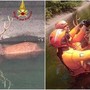 Milano, cervo intrappolato nel canale Villoresi: salvato dai vigili del fuoco Milano, cervo intrappolato nel canale Villoresi: salvato dai vigili del fuoco