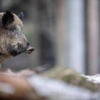 Caricato da un cinghiale durante battuta di caccia, morto pensionato Caricato da un cinghiale durante battuta di caccia, morto pensionato