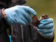 Coronavirus, pipistrelli e suini, lo studio sui rischi negli allevamenti del Nord Italia
