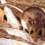 Hantavirus, il punto sul virus Andes: cosa sappiamo e cosa fare Hantavirus, il punto sul virus Andes: cosa sappiamo e cosa fare