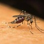 Dengue, Chikungunya, West Nile: le differenze tra infezioni 'da zanzara'