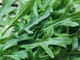 Dalla rucola un aiuto contro obesità e glicemia alta, lo studio