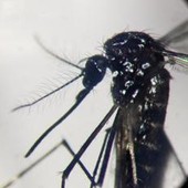 Dengue, in focolai in Italia prevale trasmissione a breve distanza: entro 400 metri